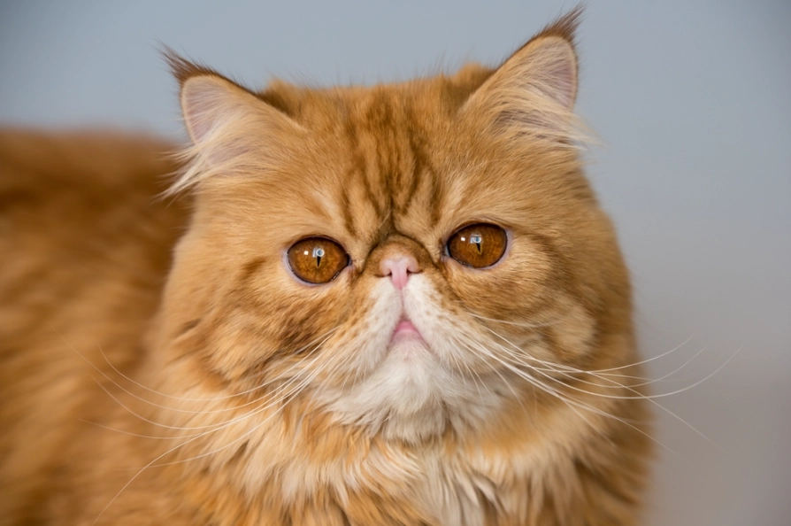Orange persian cat personality traits