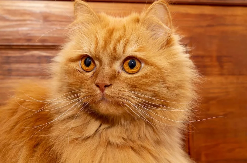 orange persian cat personality