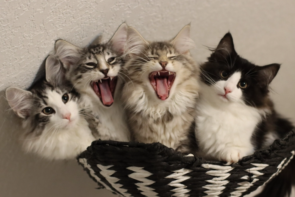 Zion Norwegian Forest cats