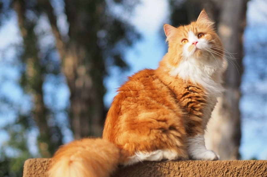 persian cat behavior traits